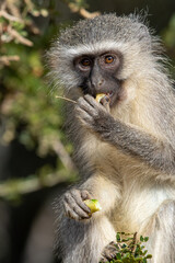 Obraz premium Vervet monkey eating a wild fruit, Addo Elephant National Park
