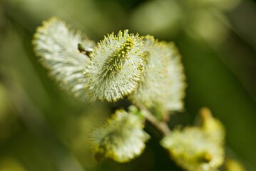 Closeup of goat willow twig with male catkins against green background in spring