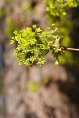 Twig of maple tree in spring with light green flowers against brown background..