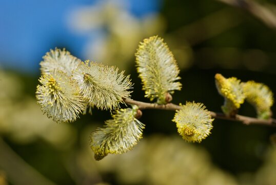 Close up of goat willow twig with male catkins against nature background in spring.
