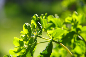 FEUILLES TRANSPARENTES LUMIERE V1