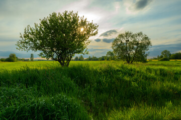 Fototapeta na wymiar The sun behind the tree on the meadow, spring view, Zarzecze, Poland