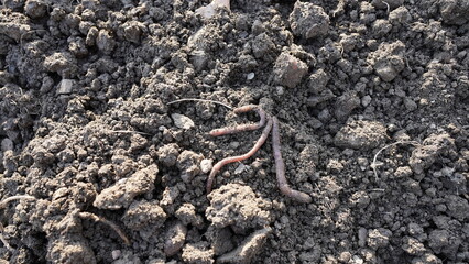Photograph of worms that have just emerged from the soil. The photo was taken in the spring in the field where the farmers were working.