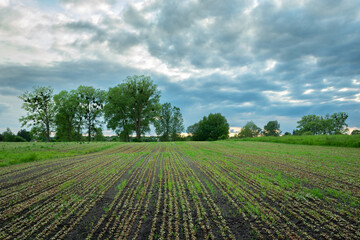 The plant is planted in a row in the field and the trees