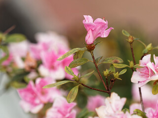 Obraz premium Azalea flowers in full bloom.