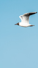 seagull in flight
