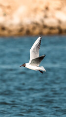 seagull in the sea