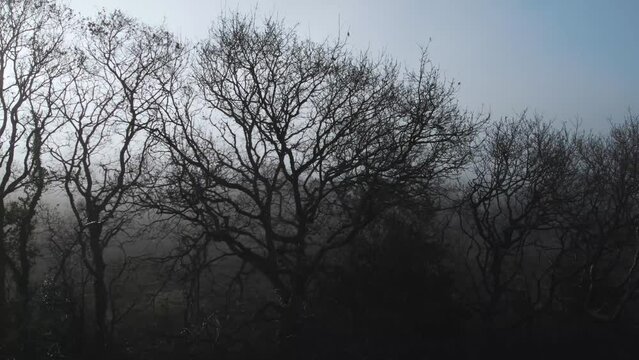 AERIAL: Sideways flight along silhouette treeline with foggy backdrop, Gower, 4k Drone