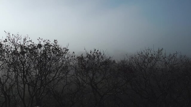 AERIAL: Rise above silhouette treeline revealing foggy backdrop Gower, 4k Drone