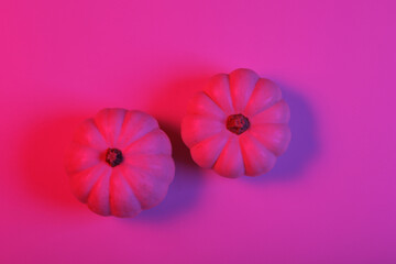 Mini white pumpkins in pink blue neon light