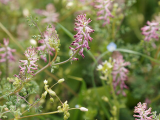Close-up of Fumaria capreolata, the white ramping fumitory, flower on a blurred background