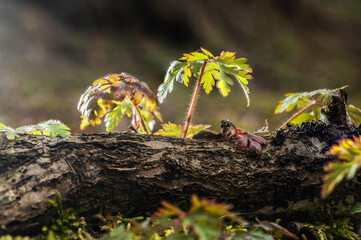 Der Kleine Storchschnabel wächst in Wäldern, Parks und Gärten. Die zarten Blüten sind blass...