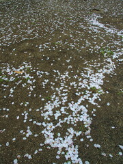 雨で公園の砂地の広場に散った桜の花びら風景