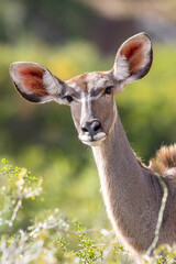 Kudu cow, Addo Elephant National Park