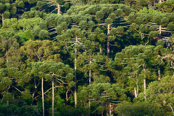 Mata de arauc&aacute;rias na Serra da Mantiqueira