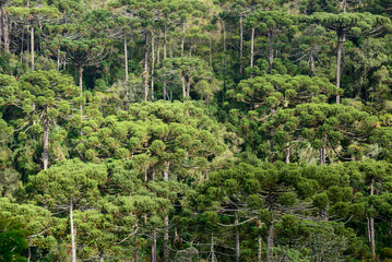 Mata de arauc&aacute;rias na Serra da Mantiqueira