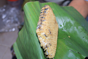 Fresh honeycomb or Beehive from a nature for cooking. Local food in the north of Thailand.