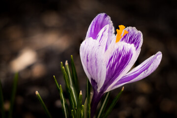 Fototapeta premium purple crocus flower