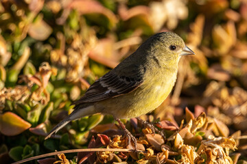 Lesser goldfinch female perching on succulent plants in the morning sun.
