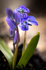 tiny blue flower closeup