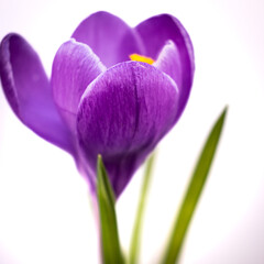 purple crocus flowers