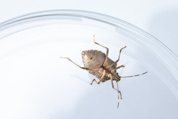 Magnified bug in glass container in lab - obrazy, fototapety, plakaty