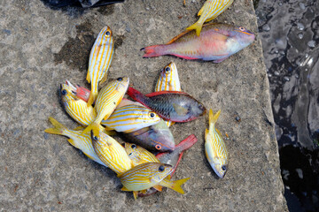 fish catch in Barrouallie, Saint Vincent And The Grenadines