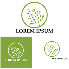 Moringa leaf logo illustration vector design