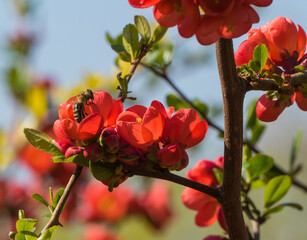 Biene auf Zierpflaume
