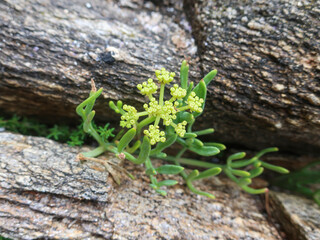 Gros plan sur une criste marine en fleur, Conquet, Finistère, Bretagne
