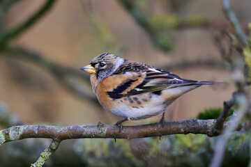 Brambling (Fringilla montifringilla)