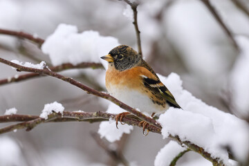 Brambling (Fringilla montifringilla)