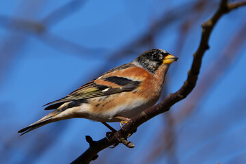 Brambling (Fringilla montifringilla)