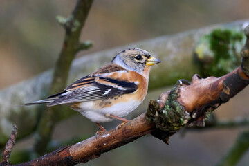 Brambling (Fringilla montifringilla)