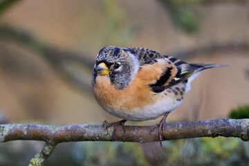Brambling (Fringilla montifringilla)
