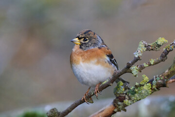 Brambling (Fringilla montifringilla)