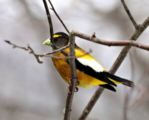 Evening Grosbeak, Male, Springtime in Algonquin Provinvial Park, Ontario, Canada