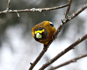 Evening Grosbeak, Male, Springtime in Algonquin Provinvial Park, Ontario, Canada