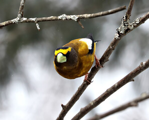Evening Grosbeak, Male, Springtime in Algonquin Provinvial Park, Ontario, Canada