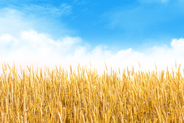Naklejka premium Yellow wheat or rye field and blue sky with clouds