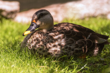 Mallard, Wild duck, Anas platyrhynchos, a waterfowl, outdoor. Portrait