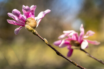 Obraz premium pink magnolia flowers