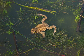 Common frog swimming in a forest pond. Close up shot, top view, sunny day, no people