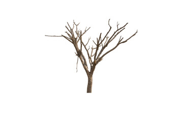 Dead and dry tree on white background