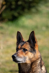 Deutscher Schäferhund