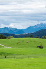 Fototapeta na wymiar Panoramic view of beautiful sunny landscape in the Alps with fresh green meadows field in the front and mountain tops in the background with blue sky and clouds, bavaria, allgäu,seeg