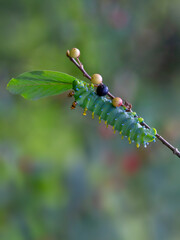 Hyalophora cecropia caterpillar on a branch deep in the forest in Canada