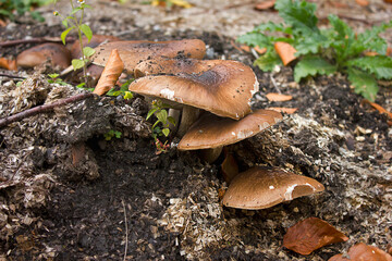 Close-ups of mushrooms in the forest
