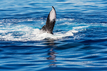 Fototapeta premium pectoral fin of humpback whale above surface