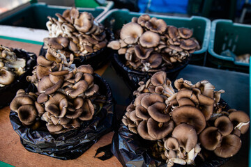 Mushrooms with a mild taste that purifies the blood and helps health,